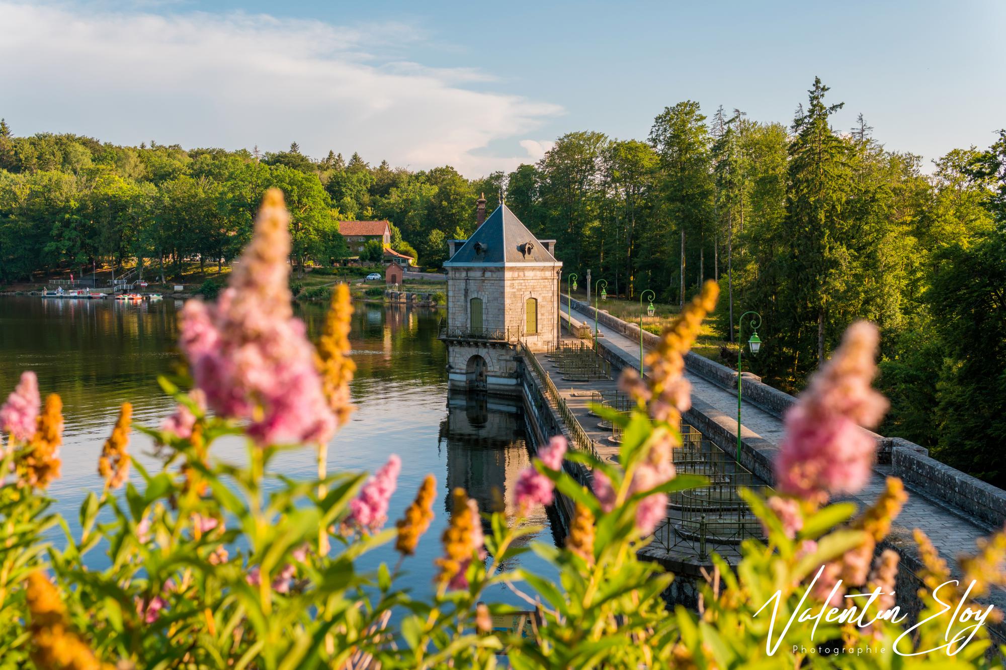 Fleurs lac de Settons
