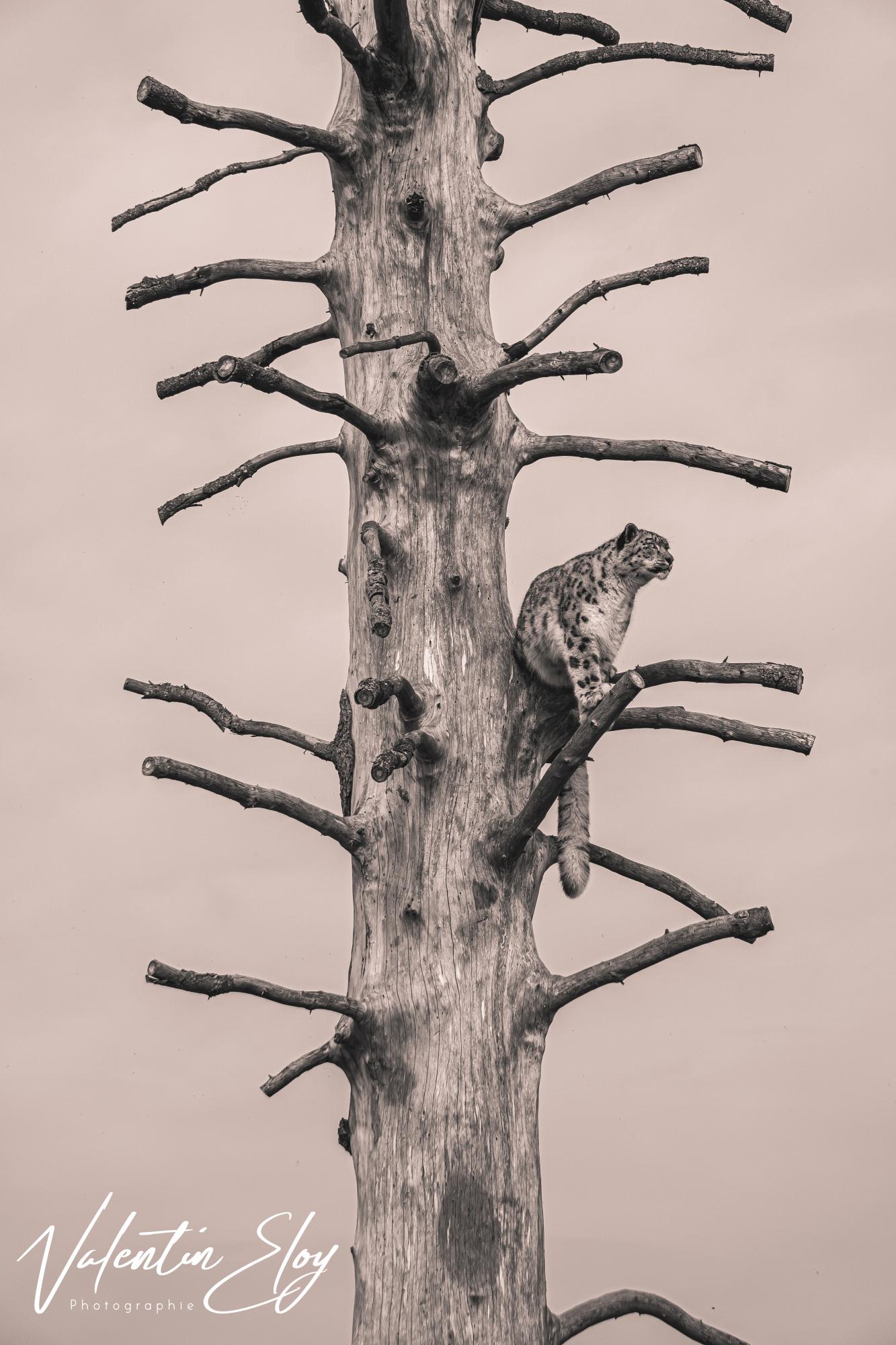 Panthères des neiges perchée